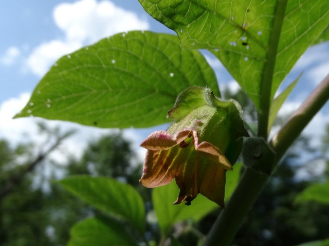 Atropa belladonna