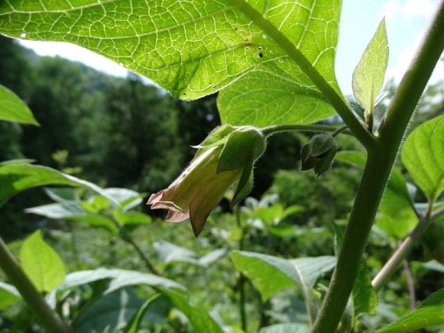 Atropa belladonna
