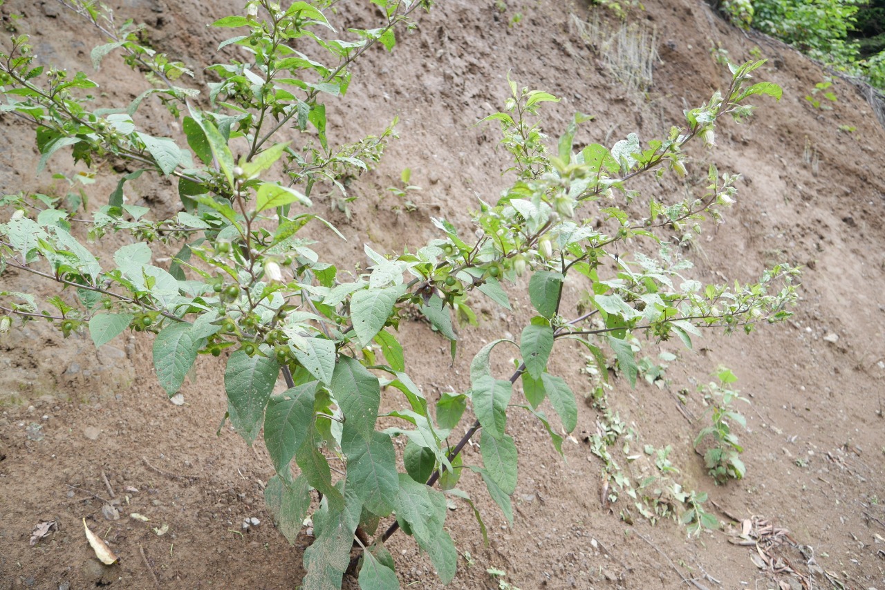 Atropa belladonna