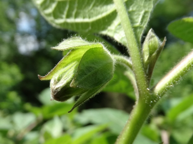 Atropa belladonna