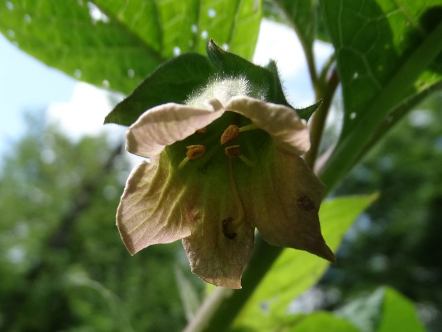 Atropa belladonna