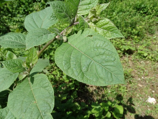 Atropa belladonna