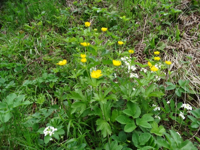 Ranunculus brutius