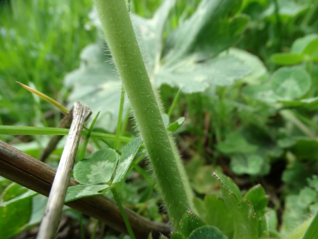 Ranunculus brutius