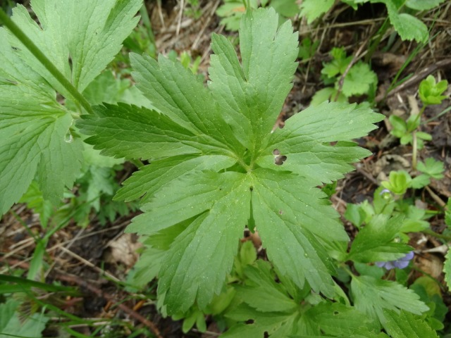 Ranunculus brutius