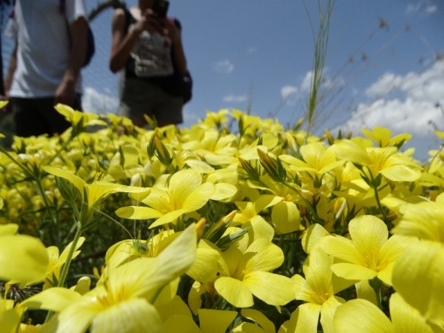 Linum flavum