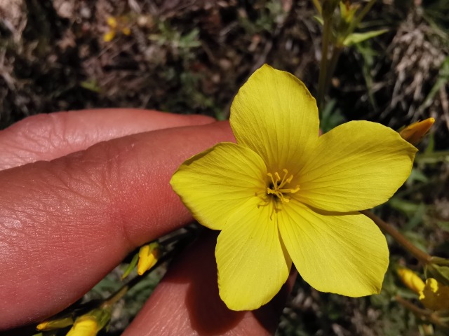 Linum flavum