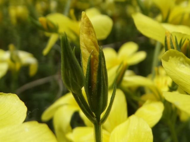 Linum flavum