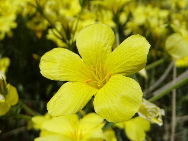 Linum flavum