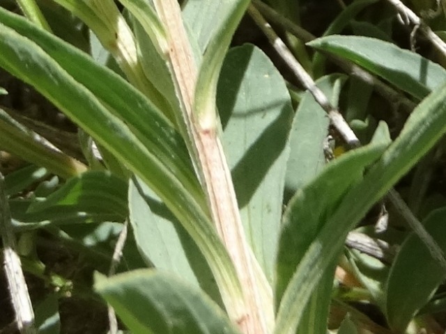 Linum flavum