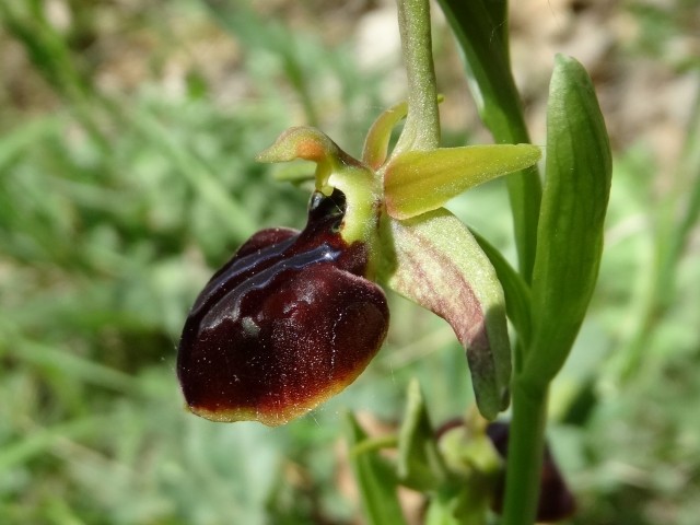 Ophrys sphegodes