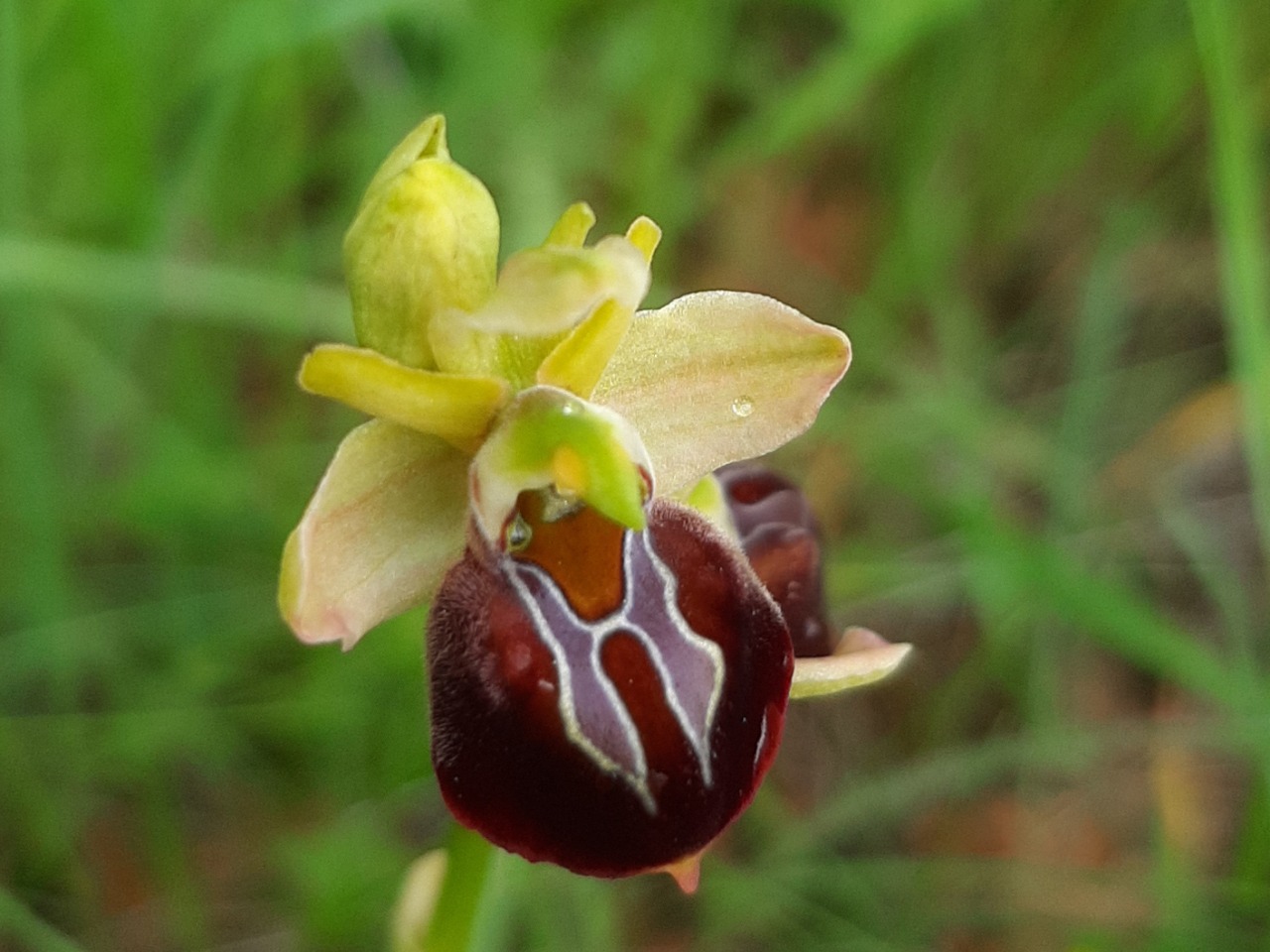 Ophrys sphegodes