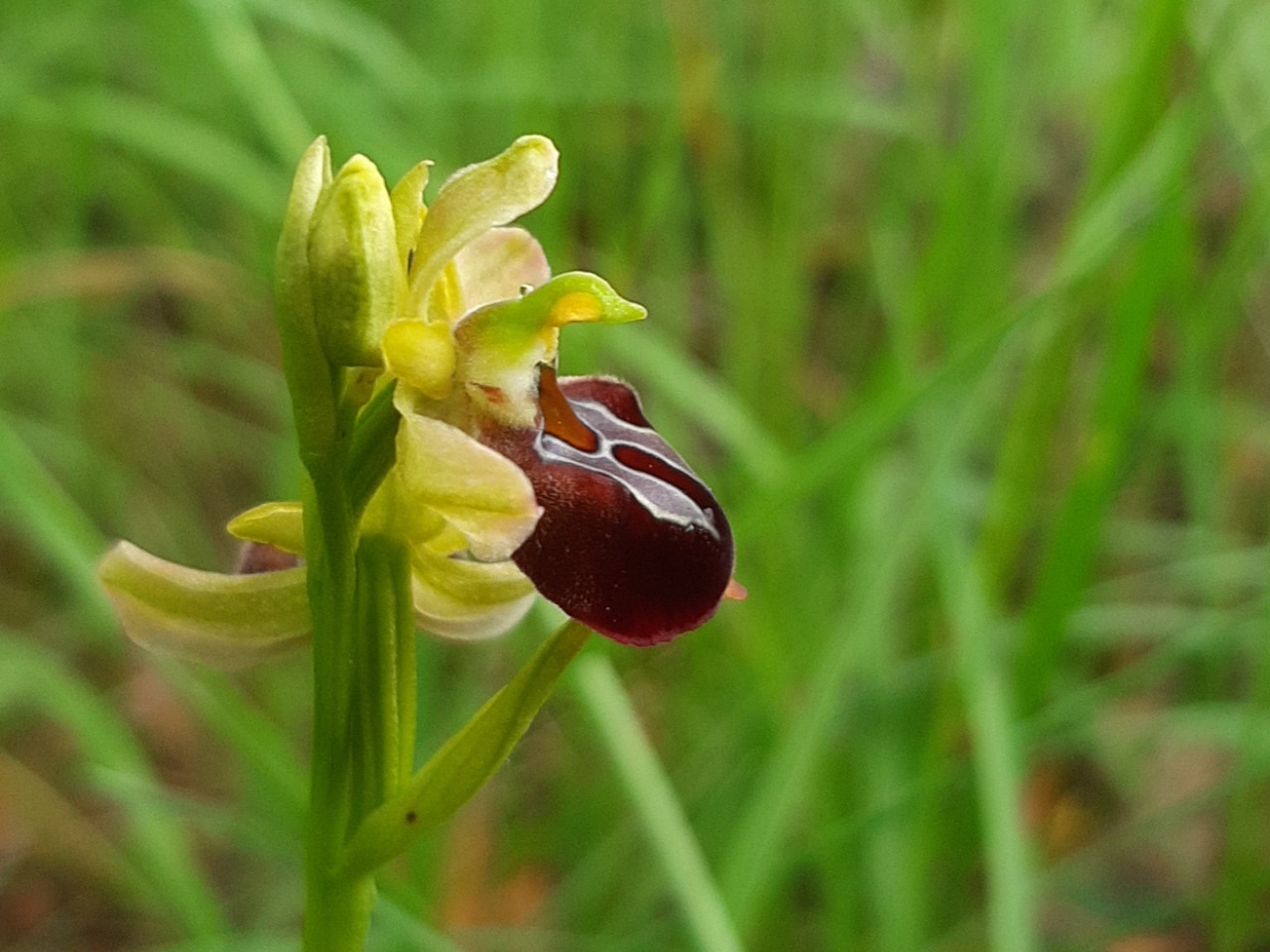 Ophrys sphegodes