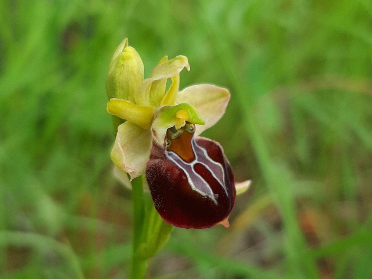 Ophrys sphegodes