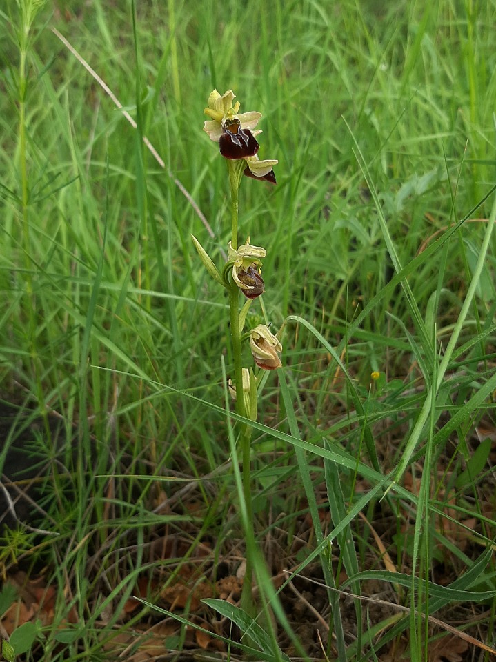 Ophrys sphegodes