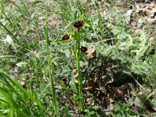 Ophrys sphegodes