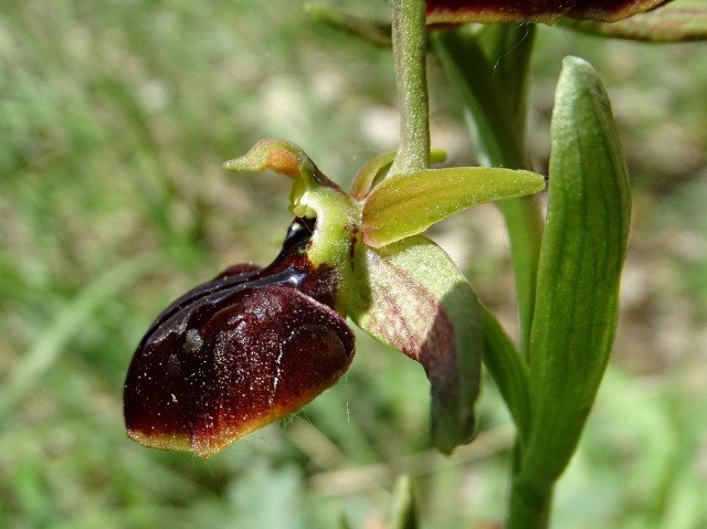 Ophrys sphegodes