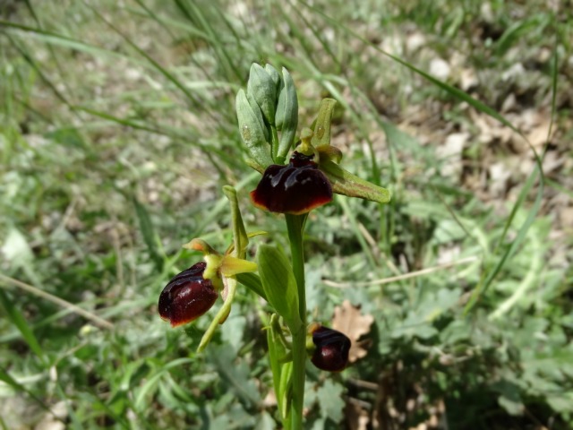 Ophrys sphegodes