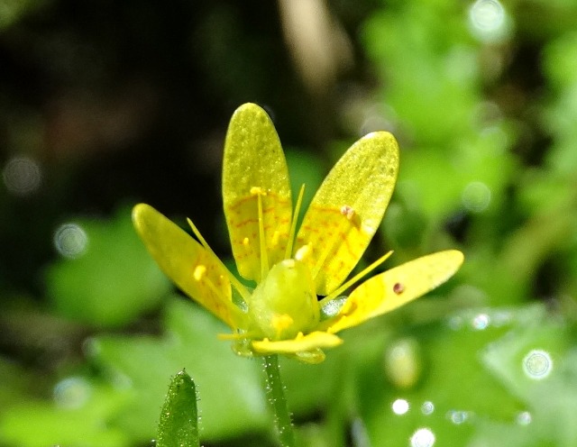 Saxifraga cymbalaria