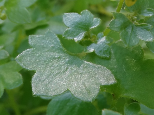 Saxifraga cymbalaria