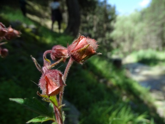 Geum rivale