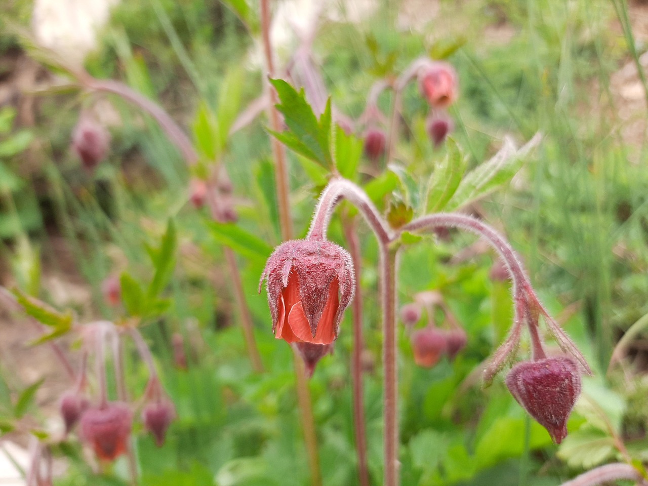 Geum rivale