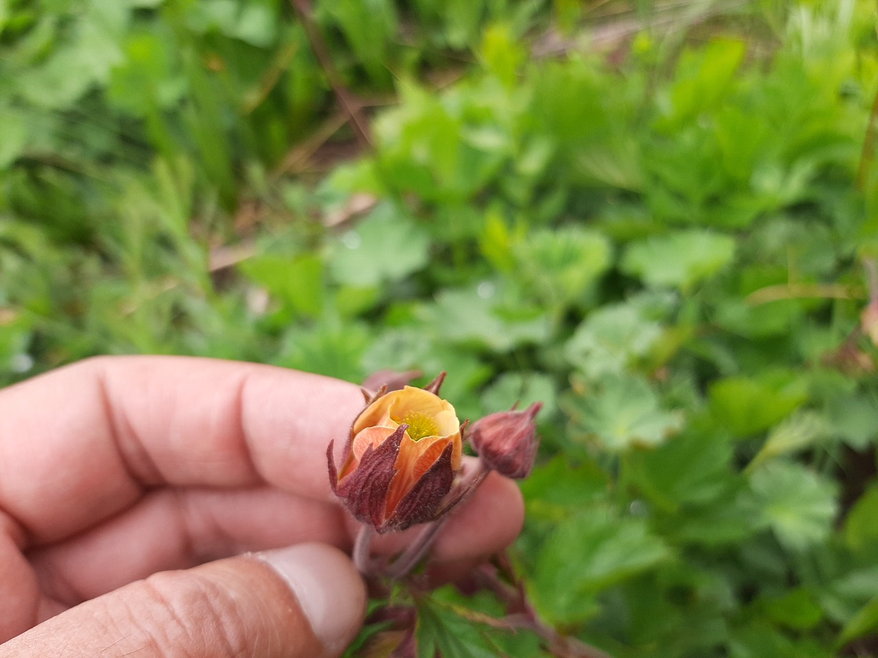 Geum rivale