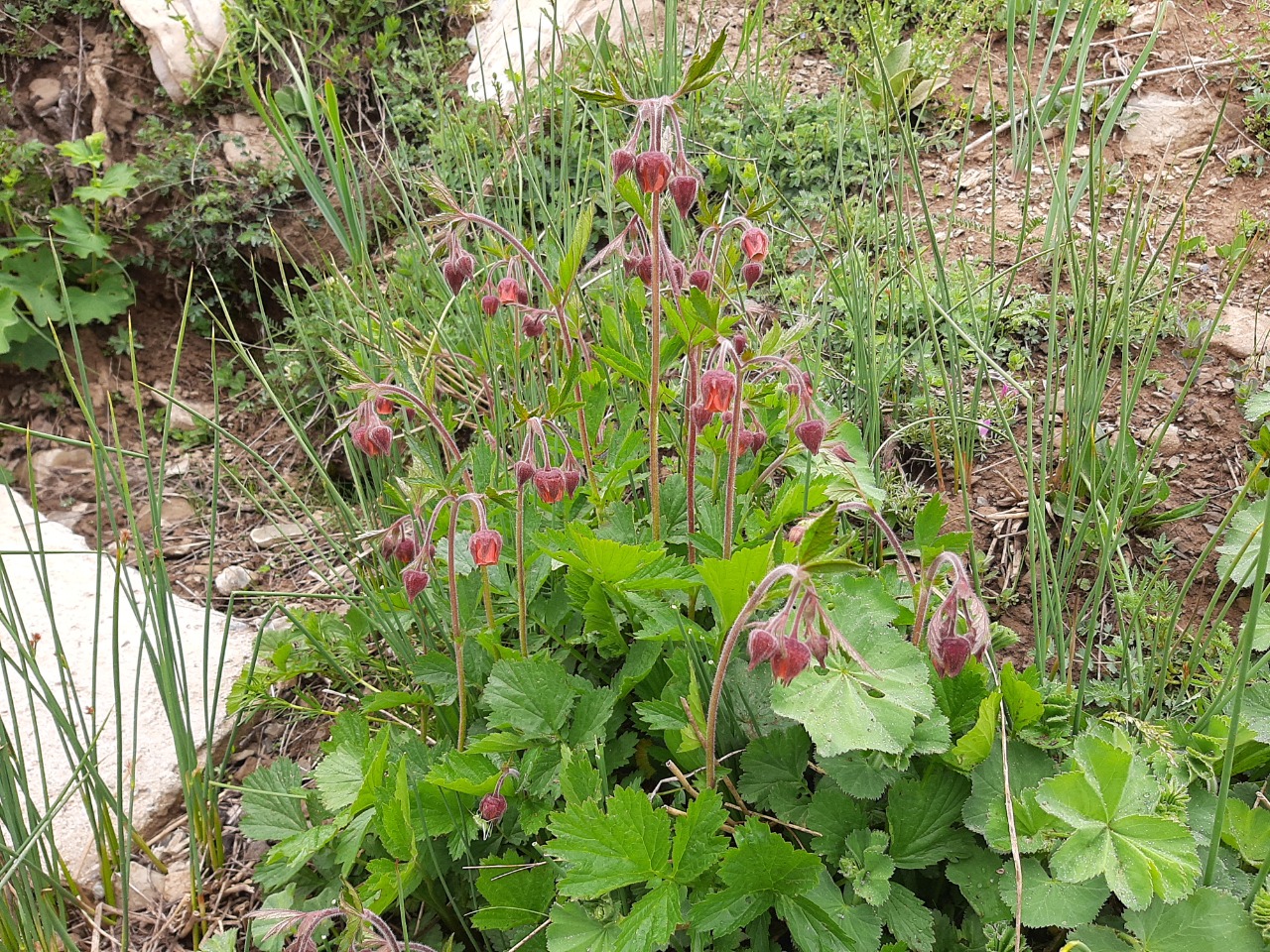 Geum rivale