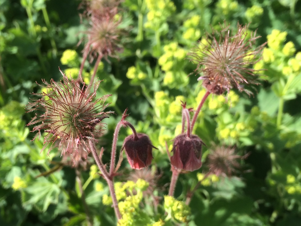 Geum rivale