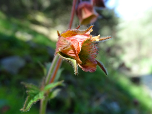 Geum rivale