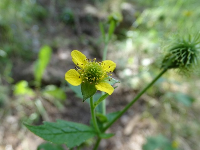 Geum urbanum