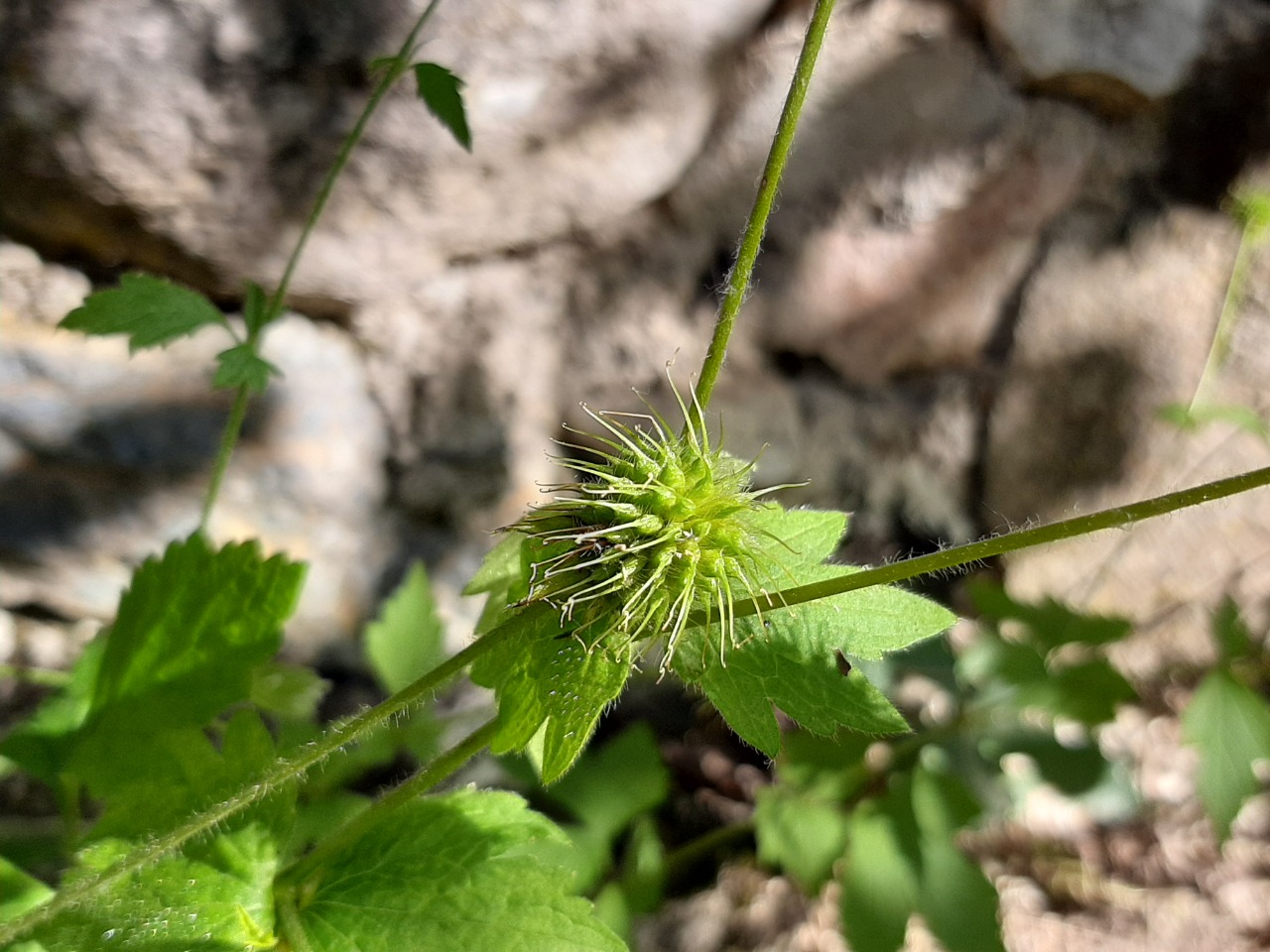 Geum urbanum