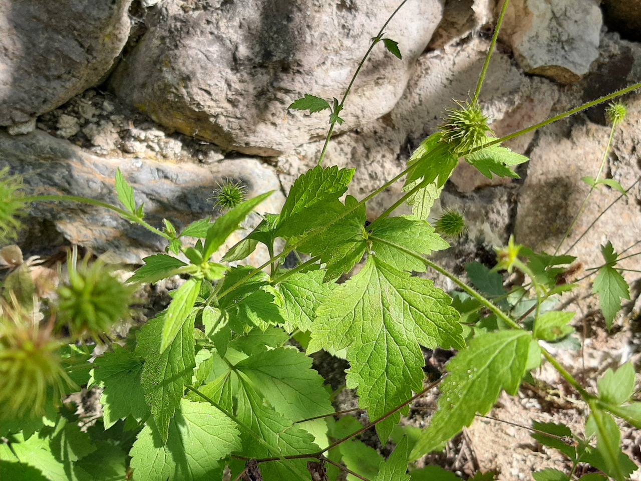 Geum urbanum