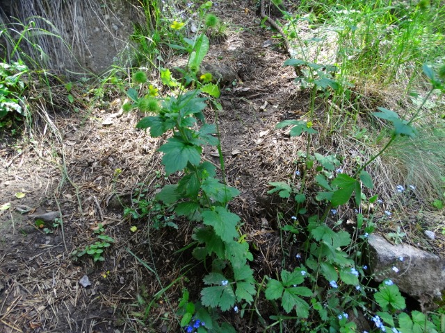 Geum urbanum