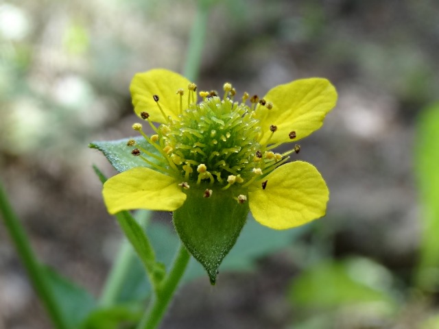 Geum urbanum