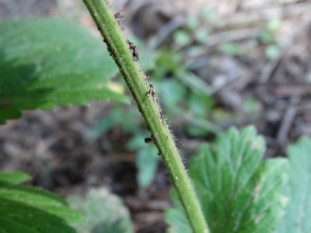 Geum urbanum