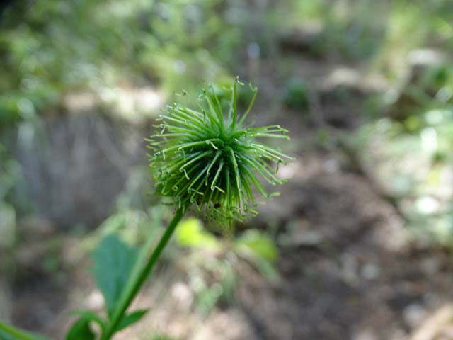 Geum urbanum