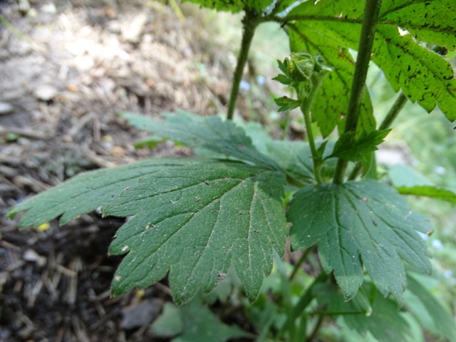 Geum urbanum