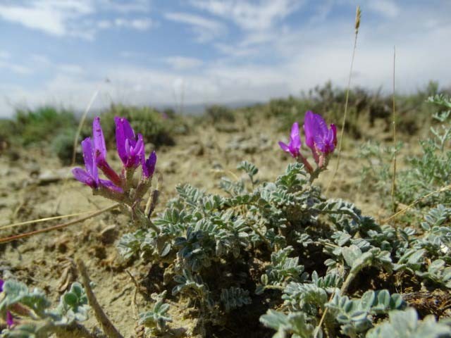 Astragalus mesogitanus