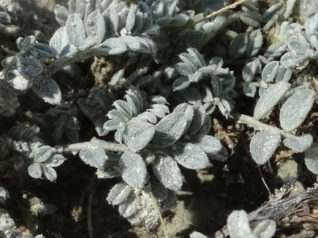 Astragalus mesogitanus