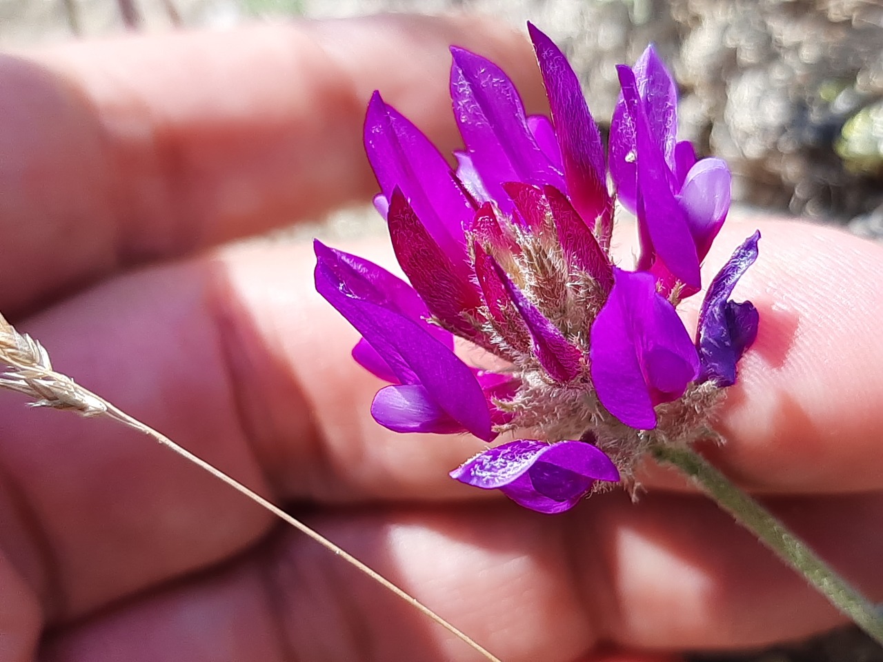 Astragalus mesogitanus