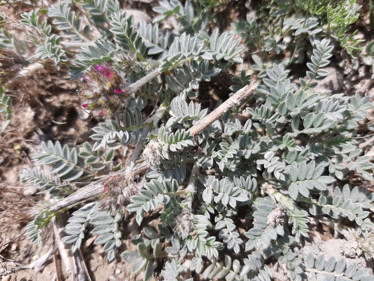 Astragalus mesogitanus