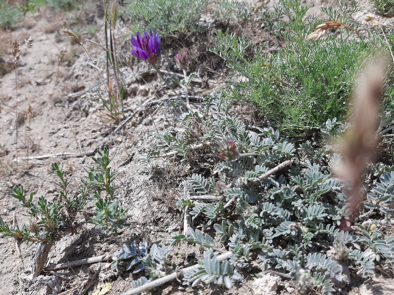 Astragalus mesogitanus