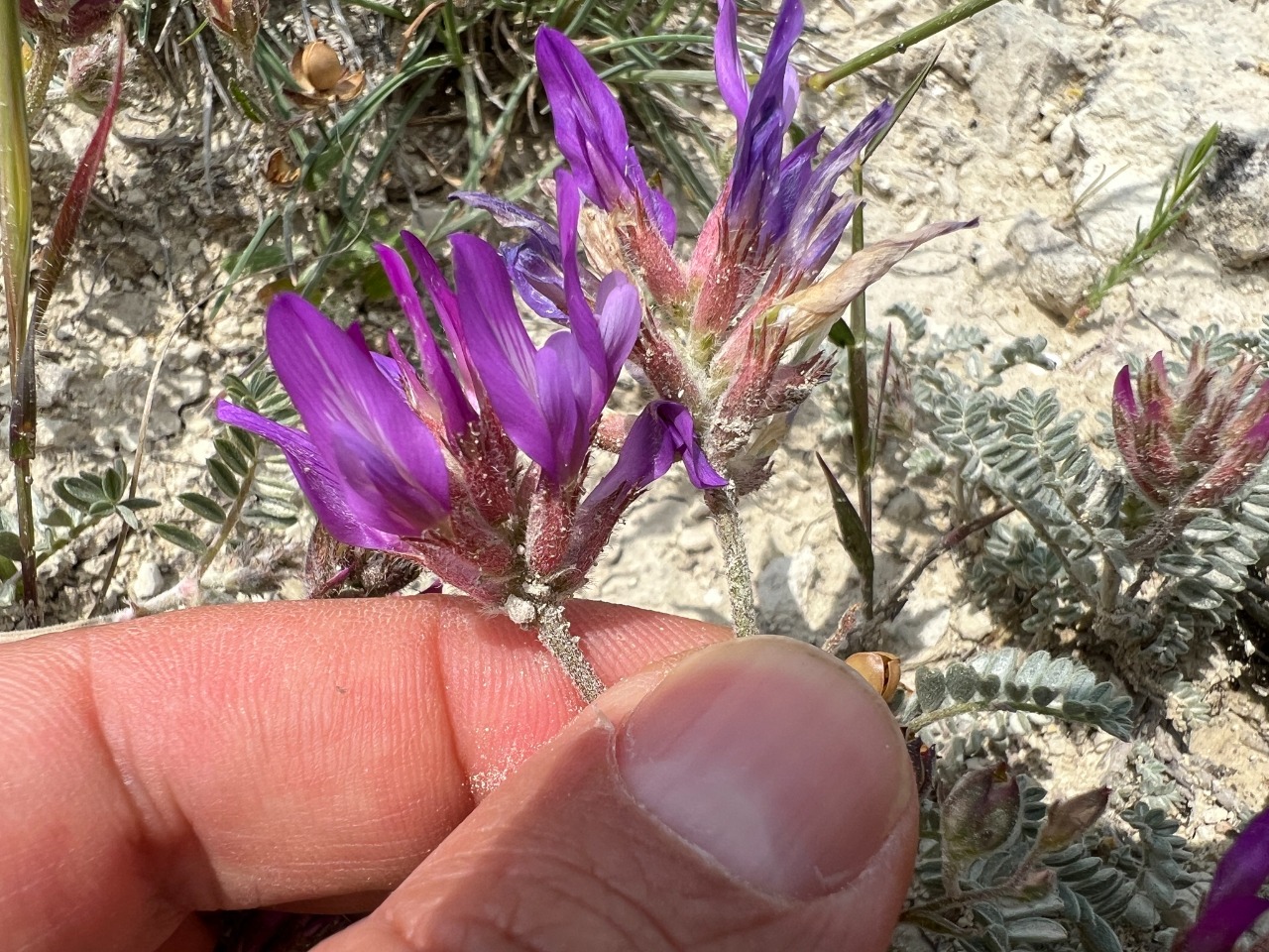 Astragalus mesogitanus