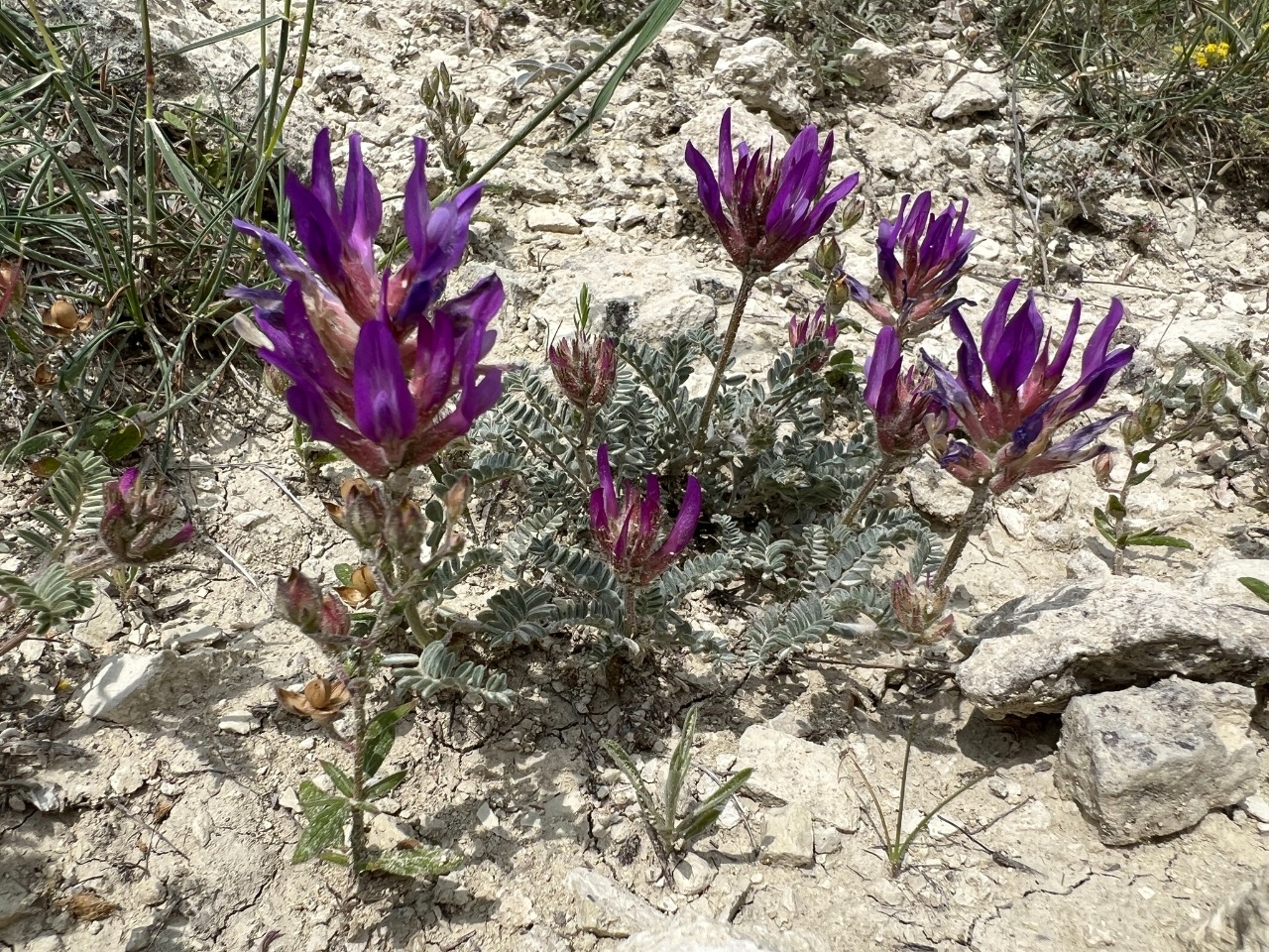 Astragalus mesogitanus