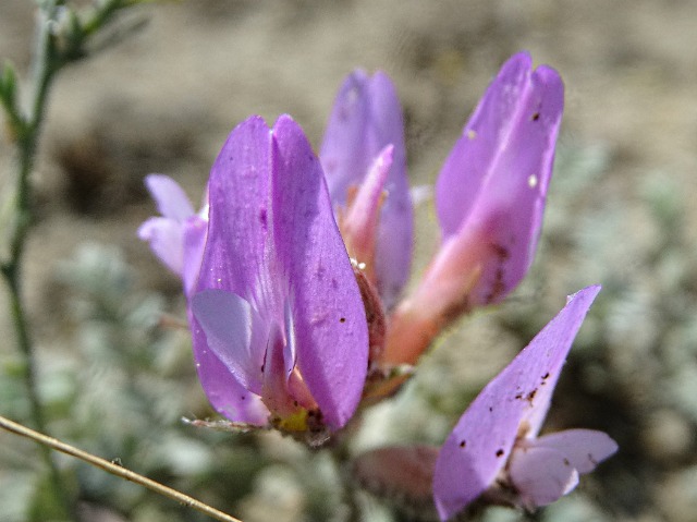Astragalus mesogitanus