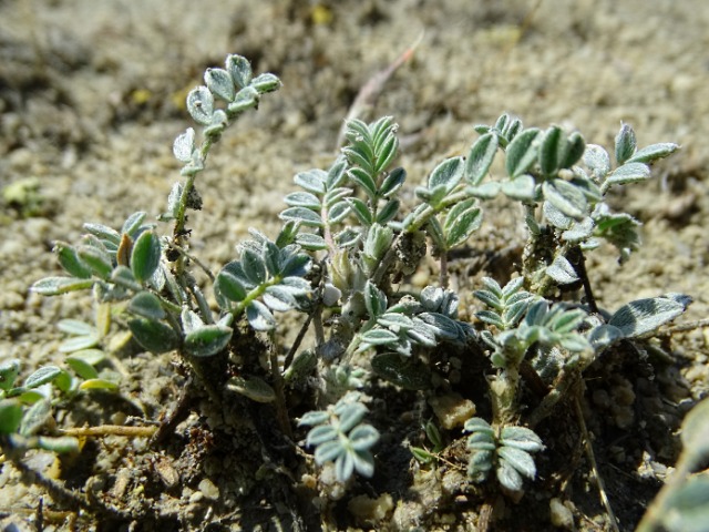 Astragalus mesogitanus