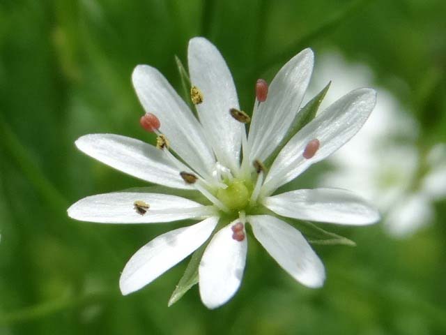 Stellaria graminea