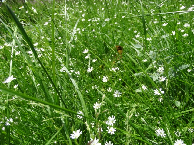 Stellaria graminea