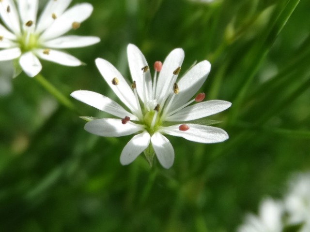 Stellaria graminea